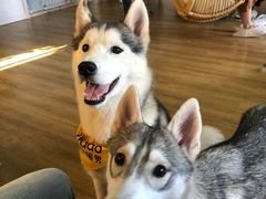 -Husky Go! 哈士奇体验馆·宠物咖啡厅狗咖