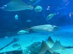 -烟台海昌鲸鲨海洋公园
