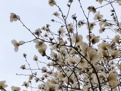 -菖蒲河公园