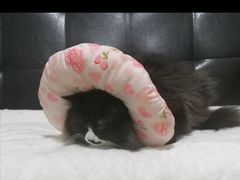 -纳吉亚猫专科动物诊疗中心(蒋宅口分院)