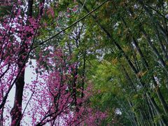 -望江楼公园