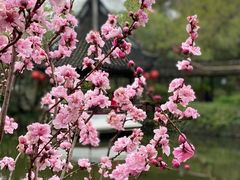 -上海醉白池公园