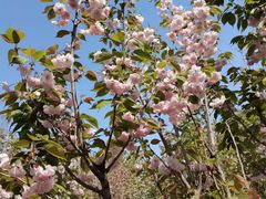 -长白岛森林公园