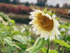 -花开海上生态园