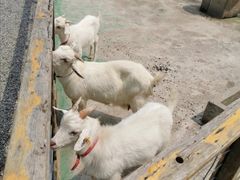 -前小桔亲子创意农场·草莓采摘·露营烧烤