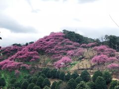 -新建村梅花