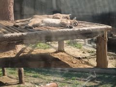 -石家庄市动物园