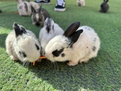 -萌宠亲子动物乐园(槐房万达店)