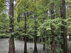 -桤木河湿地公园