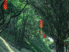 -云溪植物园
