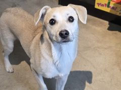 -百好乐宠物友好餐厅(朝外大街店)