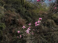 -九皇山景区