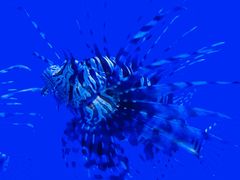 -江和美海洋公园