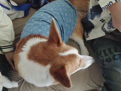 -怪兽屋·羊驼·猫咖·狗咖(俊华广场店)