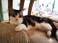 -飞行喵MR PILOT|猫舍·猫咖(静安大融城店)