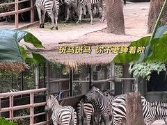 -广州动物园