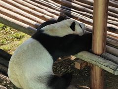 -栾川竹海野生动物园