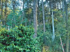 -铁山坪森林公园