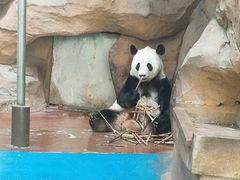 -成都动物园