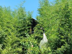 -丽泽山庄·生态怀柔菜·虹鳟鱼(红螺寺店)