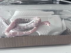 -酷以爬仙阁实体爬宠店·守宫·蜥蜴·专业繁育