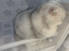 -老吴的猫·猫舍(新区店)