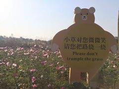 -天适樱花悠乐园