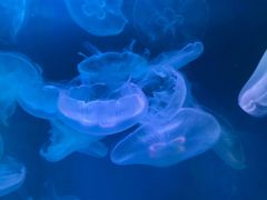 -左海海底世界