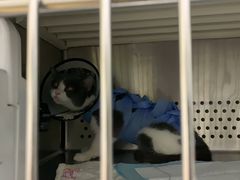 -美联众合动物医院·24h转诊中心