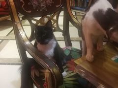 -猫色咖啡·猫咖