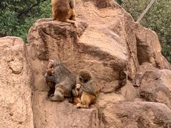 -西安秦岭野生动物园