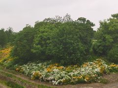 -贡湖湾湿地公园