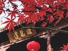 -秋霞圃