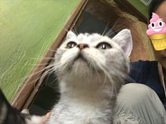 -猫猫幼稚园·撸猫·桌游·电玩
