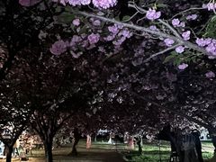 -莲花池公园