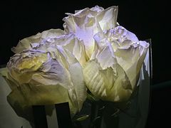 -循礼门鲜花花市(武汉循礼门店)