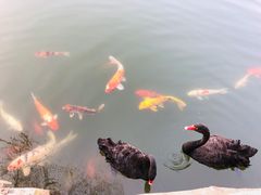 -深圳东部华侨城茵特拉根酒店