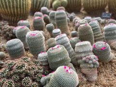 -深圳仙湖植物园