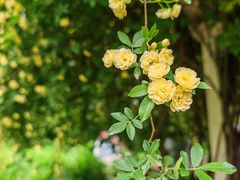 -上海共青森林公园