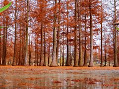 -白鹭湾湿地公园