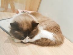 -BABIT巴比特宠物(MOMOPARK店)