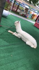 -萌宠亲子动物乐园(槐房万达店)