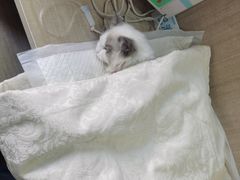 -北京观赏动物医院·24小时大型综合·猫专科·异宠专科