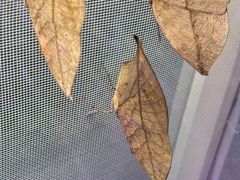 -正佳雨林生态植物园