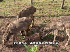 -佛冈森波拉度假区