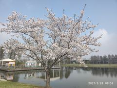 -上海辰山植物园