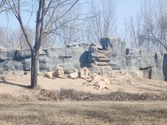 -北京野生动物园