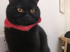 -滚猫咖啡·猫咖·猫友好撸猫(未来城店)