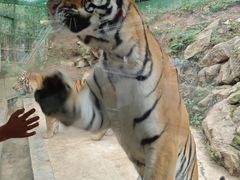 -栾川竹海野生动物园