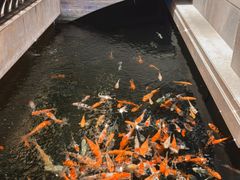 -龙悦湾酒家·八阵鱼生·渔人码头店